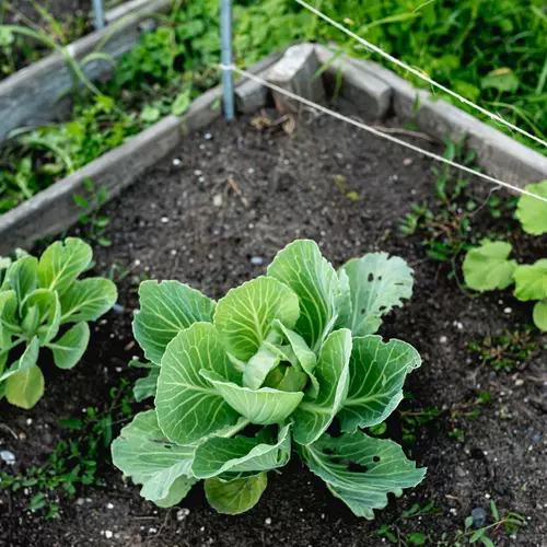 Erwon Hybrid Cabbage Seeds From Sansar Green