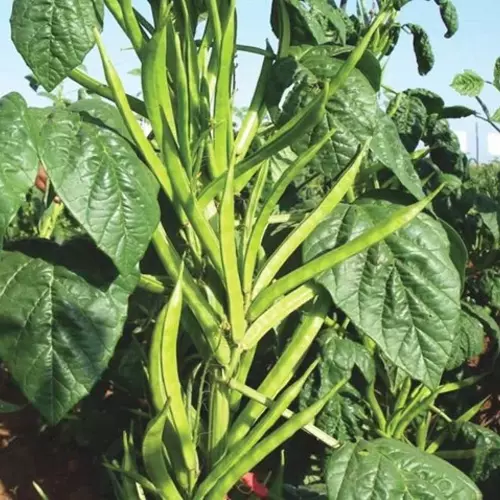 Erwon Hybrid Cluster Beans From Sansar Green