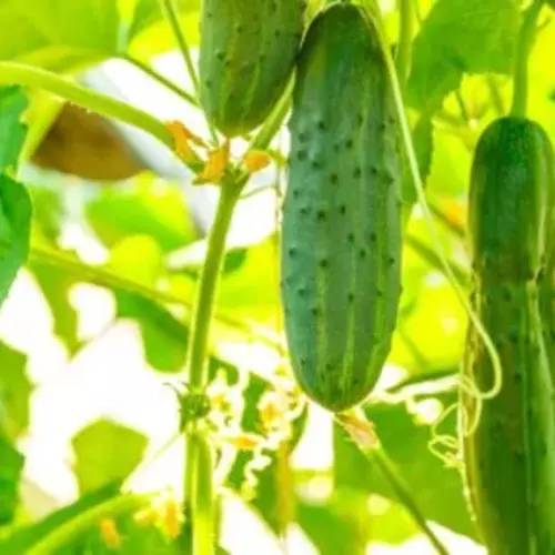 Erwon Hybrid Cucumber Seeds From Sansar Green