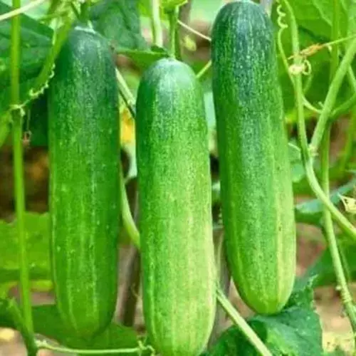 Erwon Hybrid Cucumber Seeds From Sansar Green