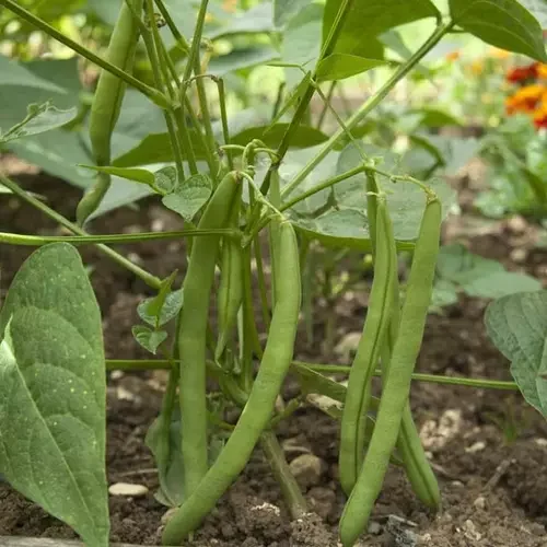 Erwon Hybrid French Beans Seeds From Sansar green