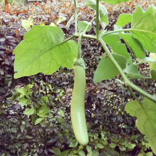 Erwon Green Long Brinjal Seeds From Sansar Green