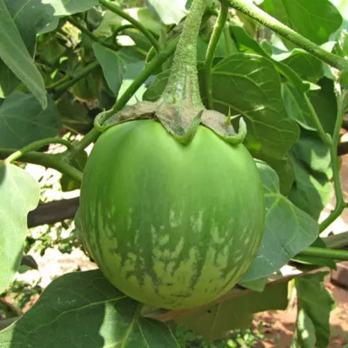 Erwon Hybrid Green Round Brinjal Seeds From sansar green