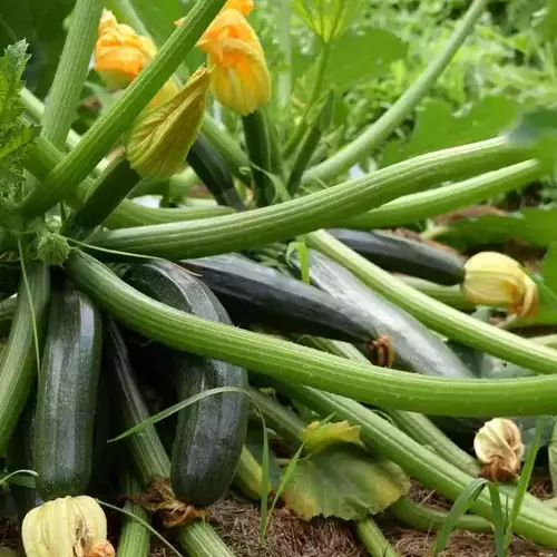 Erwon Hybrid Green Zucchini Seeds From sansar green