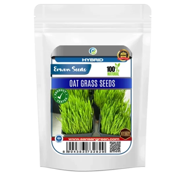 Erwon Hybrid Oats Grass Seeds From Sansar Green