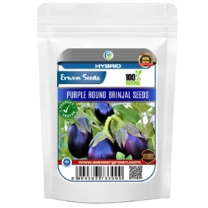 Erwon Hybrid Purple Round Brinjal Seeds From Sansar Green