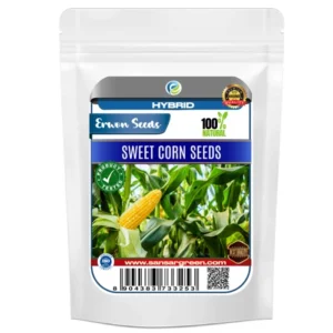 Erwon Hybrid Sweet Corn Seeds From Sansar Green