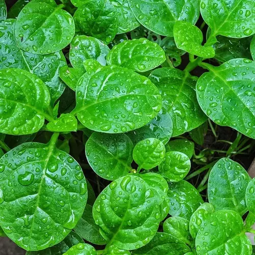 Erwon Organic and Hybrids Malabar Spinach Seeds of healthy plants