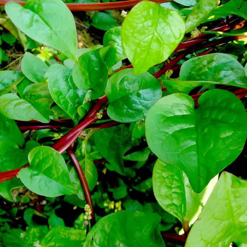 Erwon Organic and Hybrids Malabar Spinach Seeds of healthy plants