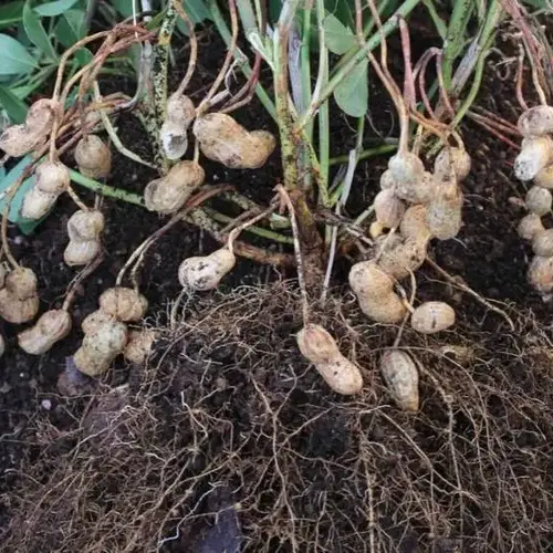 Erwon Hybrid Peanut Seeds From sansar Green