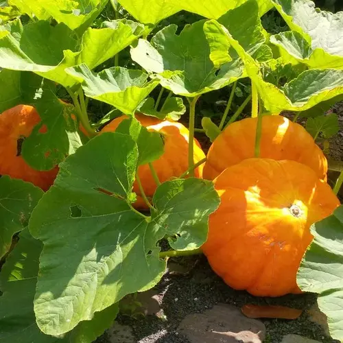 Erwon Hybrid Pumpkin Seeds From Sansar Green