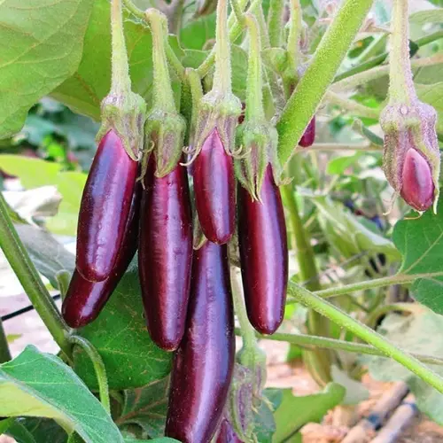 Erwon Hybrid Purple Long Brinjal From sansar Green