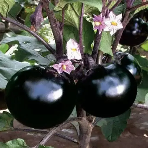 Erwon Hybrid Purple Round Brinjal Seeds From Sansar Green