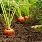 Erwon Hybrids Red Carrot Seeds of healthy plants From sansar green