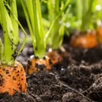 Erwon Hybrids Red Carrot Seeds of healthy plants From sansar green