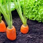 Erwon Hybrids Red Carrot Seeds of healthy plants From sansar green