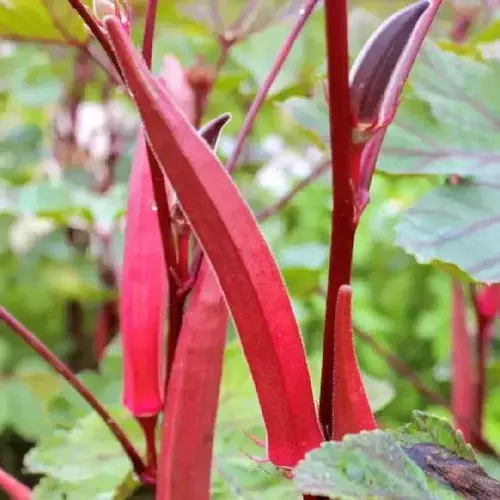 Erwon Hybrids Red Okra Seeds of healthy plants From sansar green