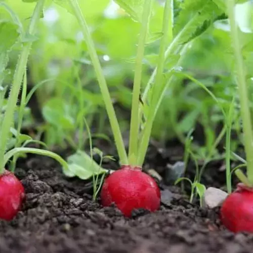 Erwon Hybrids Red Radish Seeds of healthy plants From Sansar Green