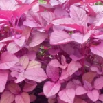 Erwon Hybrids Red Spinach Seeds of healthy plants From Sansar Green