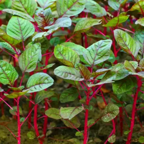 Erwon Hybrids Red Spinach Seeds of healthy plants From Sansar Green