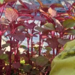 Erwon Hybrids Red Spinach Seeds of healthy plants From Sansar Green