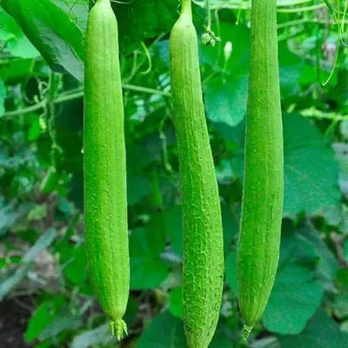 Erwon Sponge Gourd Seeds Best quality seeds for healthy plants From Sansar Green