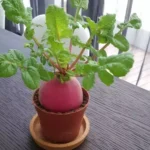 Erwon Hybrid Red Turnip Seeds Best quality seeds for healthy plants From Sansar Green