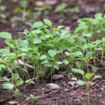Erwon Hybrid Red Turnip Seeds Best quality seeds for healthy plants From Sansar Green