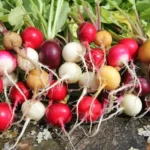 Erwon Hybrid Red Turnip Seeds Best quality seeds for healthy plants From Sansar Green
