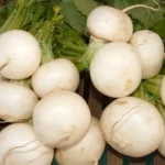 Erwon Hybrid Turnip Seeds From Sansar Green