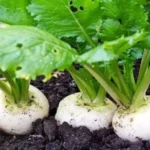 Erwon Hybrid Turnip Seeds From Sansar Green
