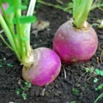 Erwon Hybrid Turnip Seeds From Sansar Green