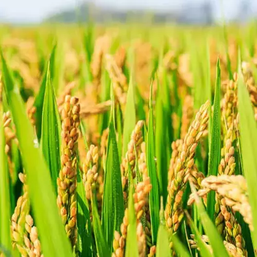 Erwon Hybrid Rice Grass Seeds Get the best quality Organic and Hybrids Rice Grass Seeds of healthy plants From Sansar Green