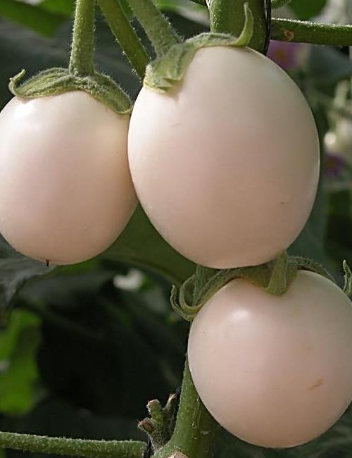 Erwon White Round Brinjal Seeds From Sansar Green