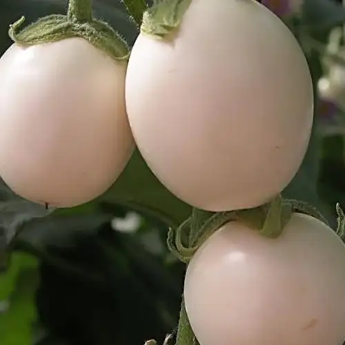 Erwon White Round Brinjal Seeds From Sansar Green