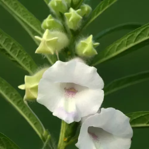 Erwon Hybrid White Sesame Seeds From Sansar Green