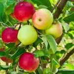 Sansar Green Apple Magic Mixture