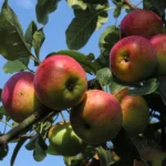 Sansar Green Apple Magic Mixture