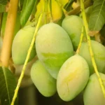 Sansar Green Npk 13:00:45