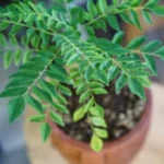 Sansar Green Npk 18:18:18