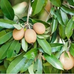 sansar_green_sapodilla_magic_mixture_sansar_green