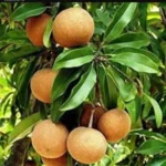 Sansar Green Sapodilla Magic Mixture