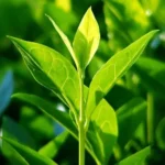 Sansar Green Tea Plant Magic Mixture