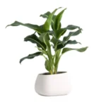 Sansar Green Npk 08:00:24