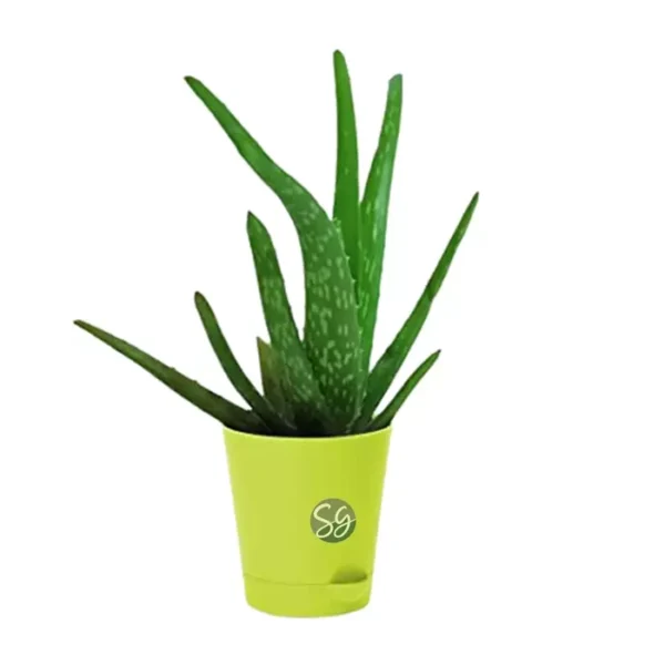 Sansar Green Aloe Vera Plant