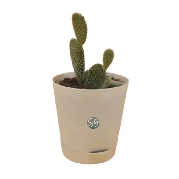 Sansar Green Bunny Ears Cactus Plant