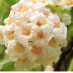 Sansar Green China Doll Plant