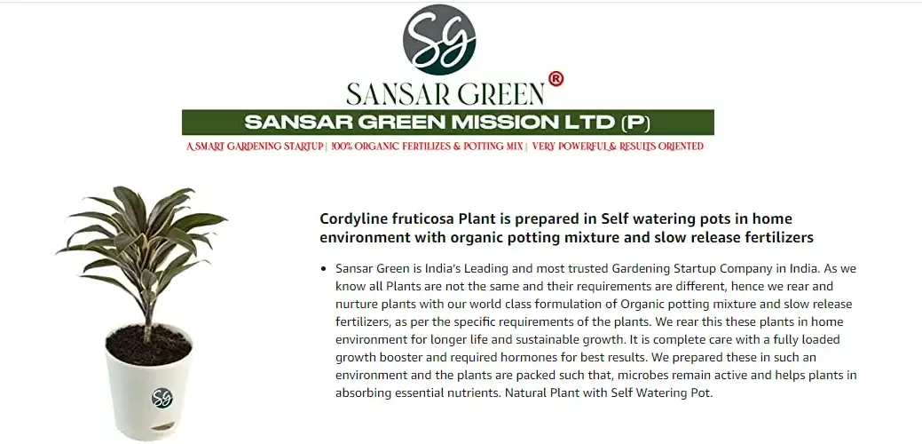 Sansar Green cordyline Fruticose Good Luck Plant 