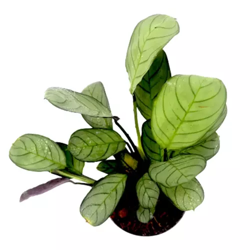 Sansar Green Ctenanthe Plant