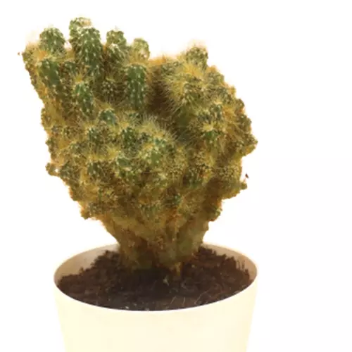 Sansar Green Golden Cactus Plant